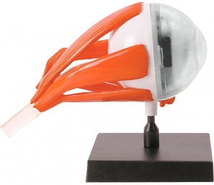 Развивающая игра Глаз Professor EIN-O E2370EE Развивающая игра Глаз Professor EIN-O E2370EE