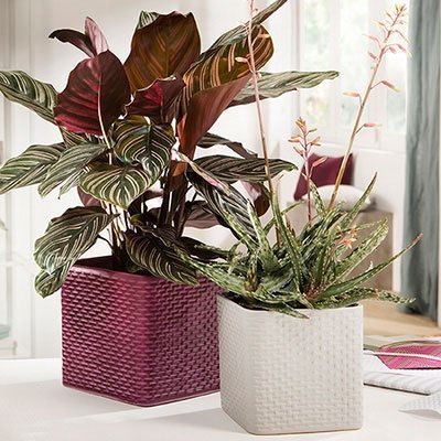 Кашпо для квітів Modern кераміка 13" бургунді куб 59065