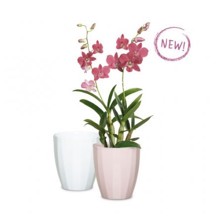 Орхідейка Elegance кераміка 14" ніжно-рожевий 62315 Орхідейка Elegance кераміка 14" ніжно-рожевий 62315